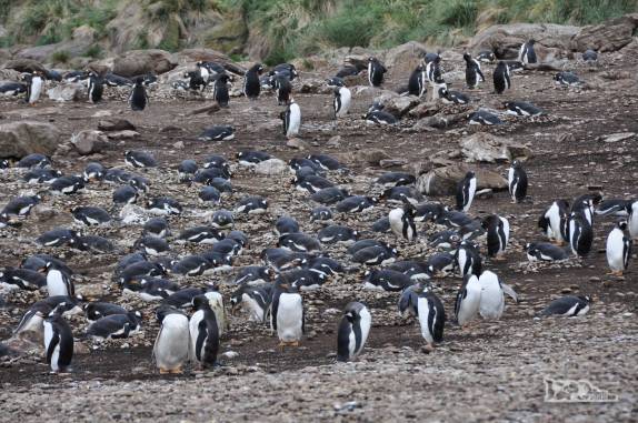 Pinguins gentoo nos recebem em Steeple Jason, no noroeste das Ilhas Malvinas